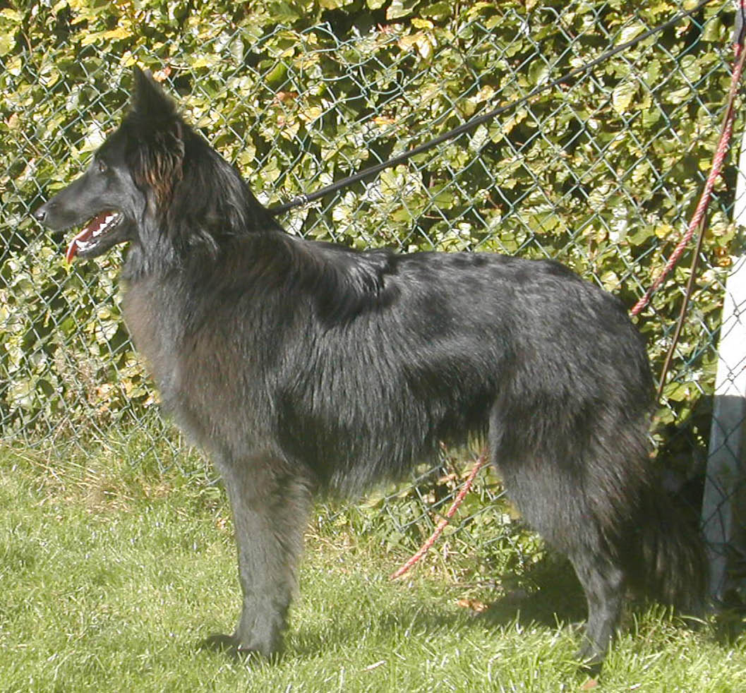 Belgischer Schferhund